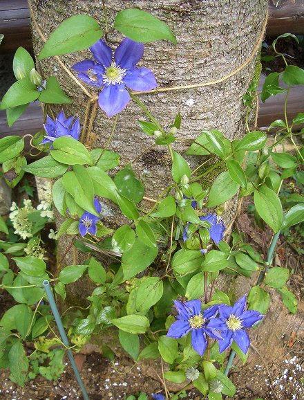 クレマチス　確認用 クレマチス確認用